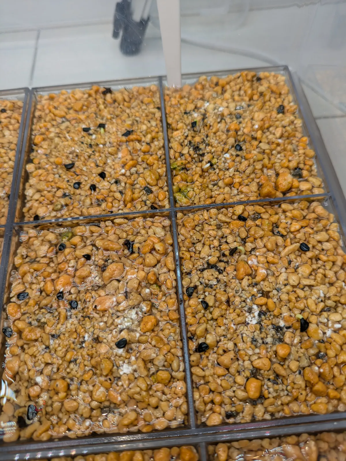 Agave titanota (アガベ チタノタ ドワーフ)