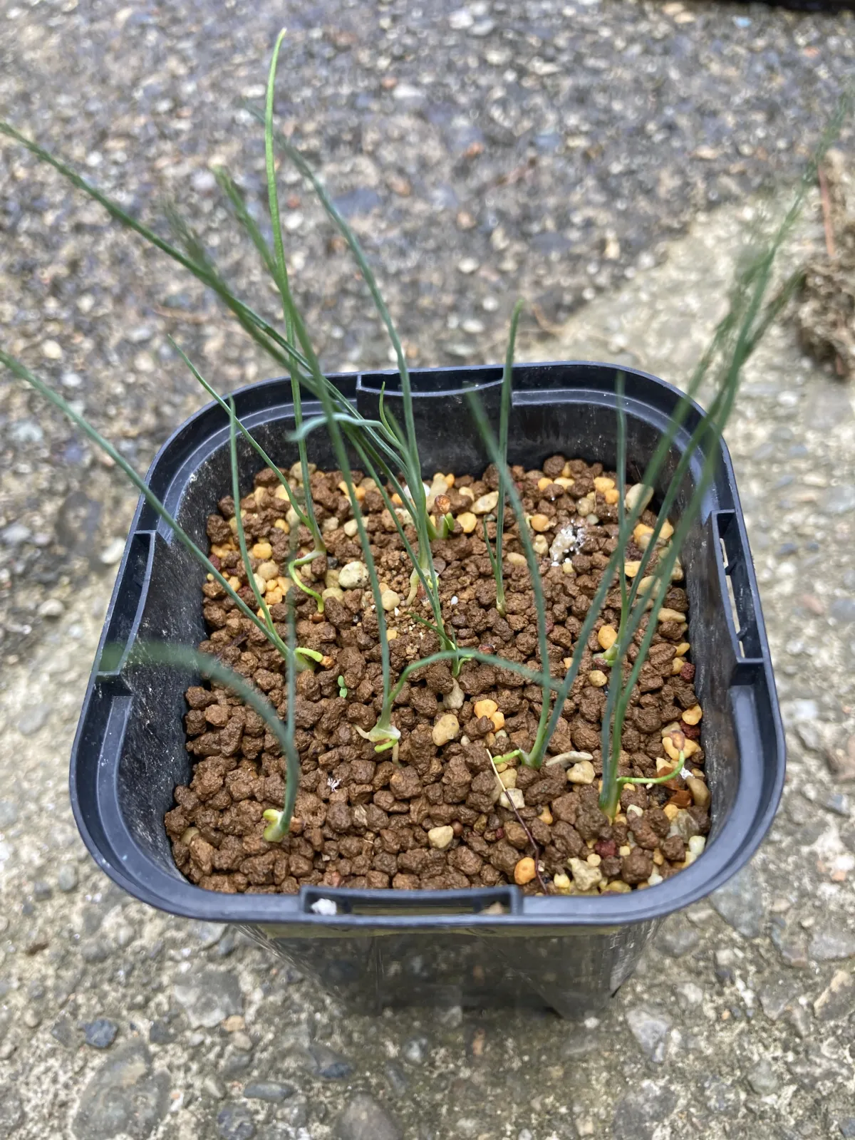 Dasylirion wheeleri (ダシリリオン ウィーレリ)