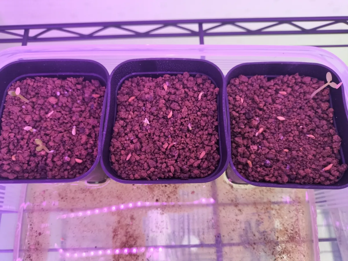 Pachypodium brevicaule subsp. leucoxanthum (パキポディウム レウコキサンツム)