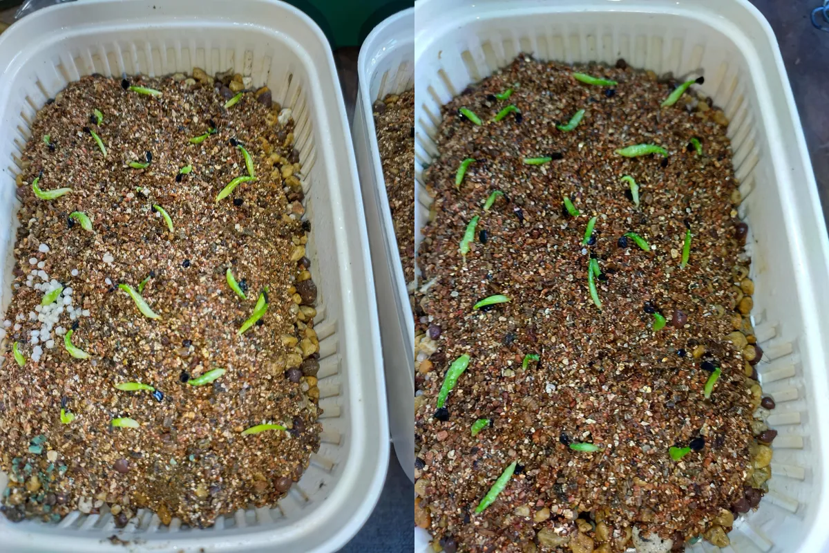 Agave oteroi (アガベ オテロイ)