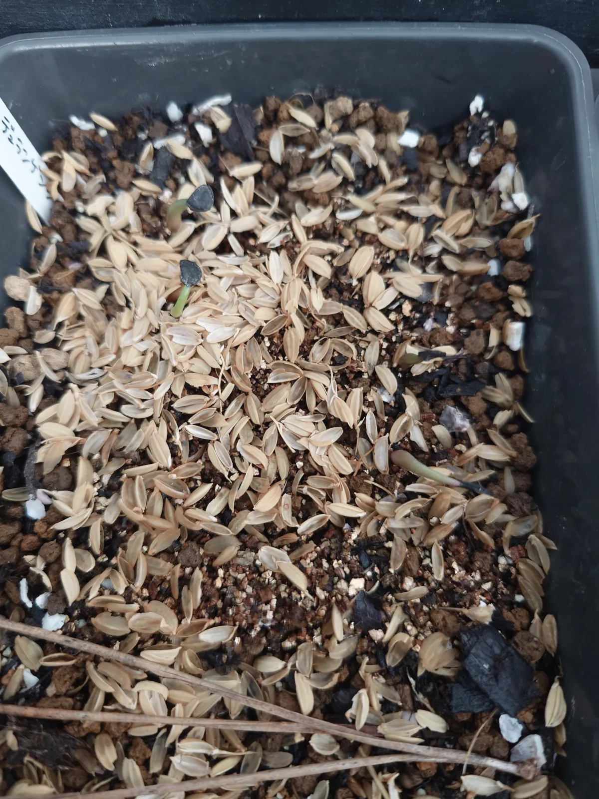 Agave durangensis (アガベ ドゥランジェンシス)