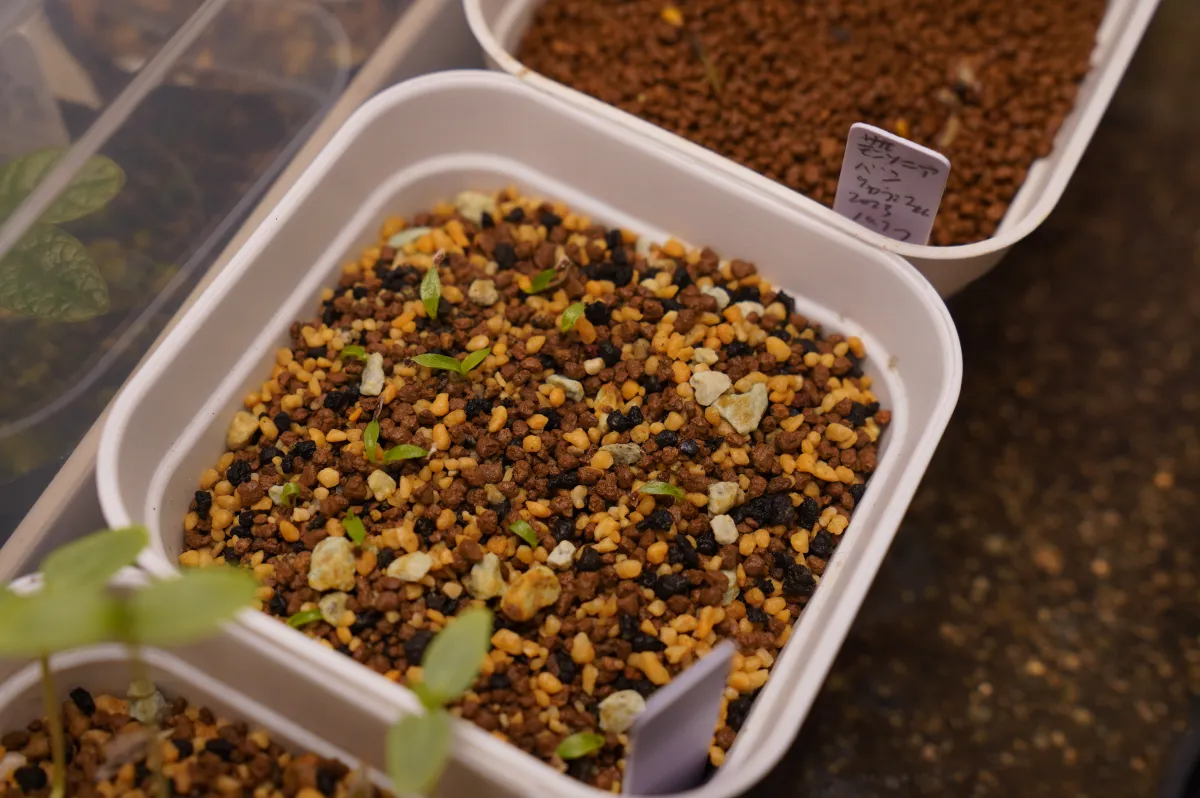 Puya coerulea var. coerulea Silver Puya, Pink Torch Puya (プヤ セルーレア)