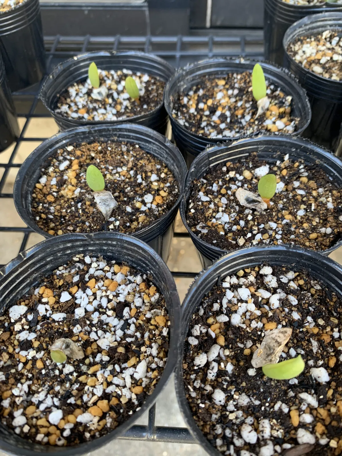 Aloe ramosissima (アロエ ラモシシマ)