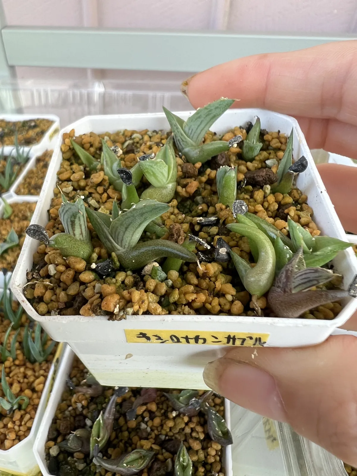 Agave xylonacantha (アガベ キシロナカンサブルー)