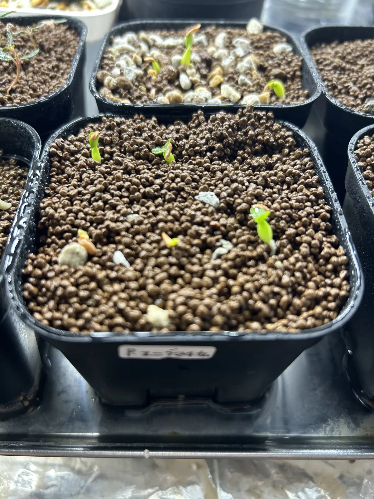 Pachypodium enigmaticum (パキポディウム エニグマチカム)