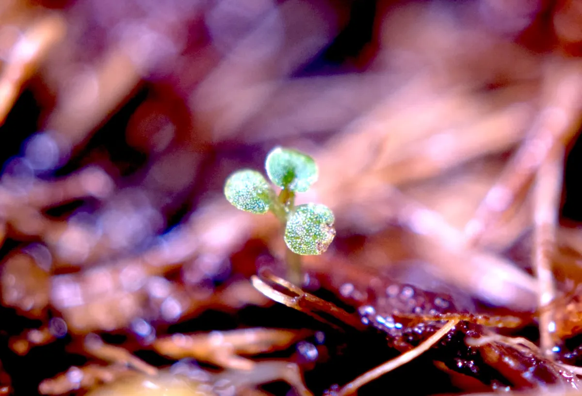 Begonia fulgurata (ベゴニア フルグラータ)