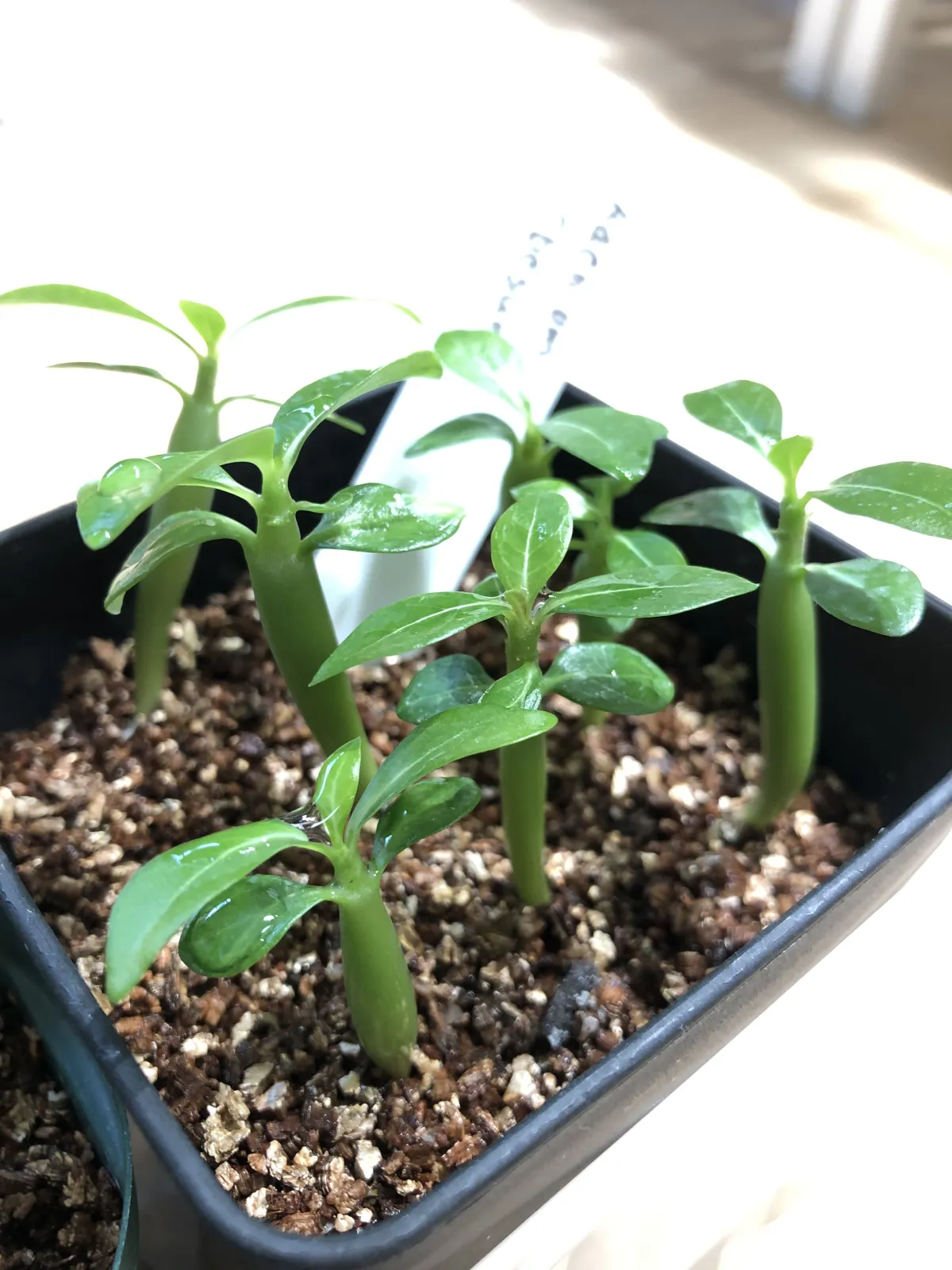 Adenium obesum (アデニウム オベスム)