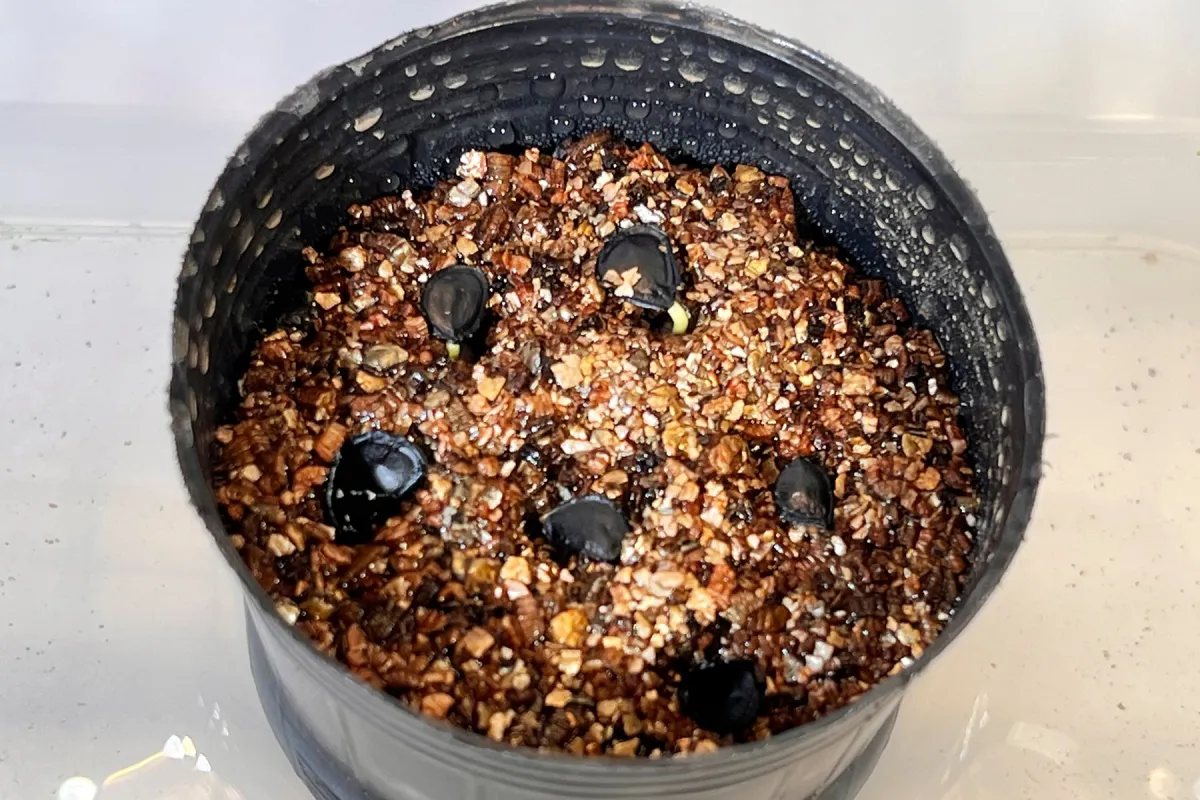 Agave parryi x flexispina (アガベ パリー x フレキシスピナ)