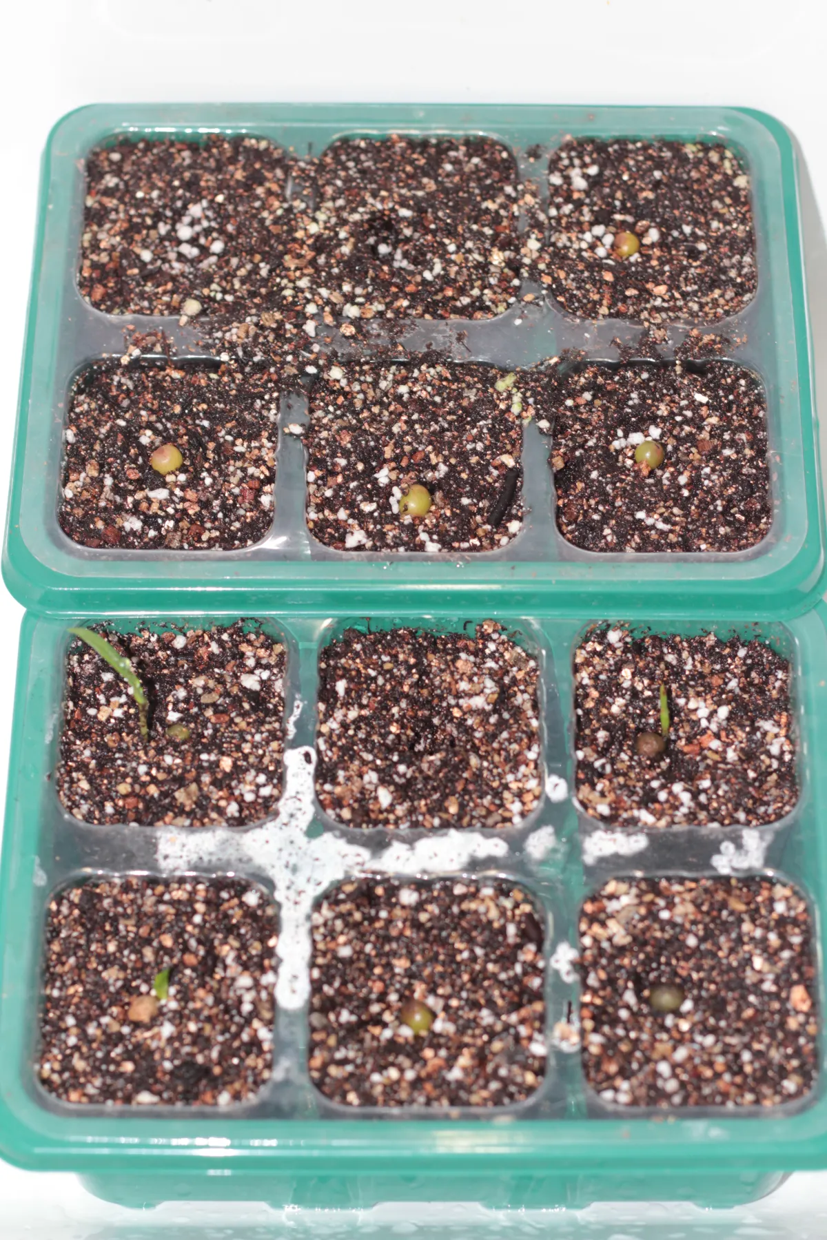 Scadoxus multiflorus (スカドクサス マルチフローラス 発根)