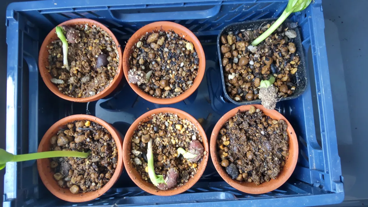 Adansonia digitata (アダンソニア（バオバブ） ディギタータ)