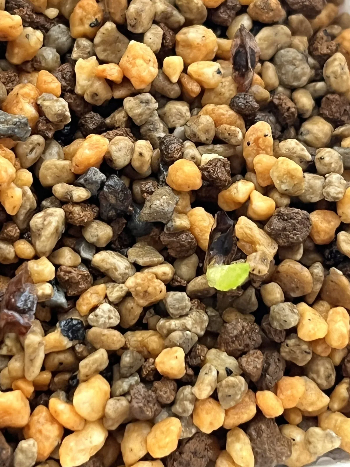 Aloe polyphylla (アロエ ポリフィラ)