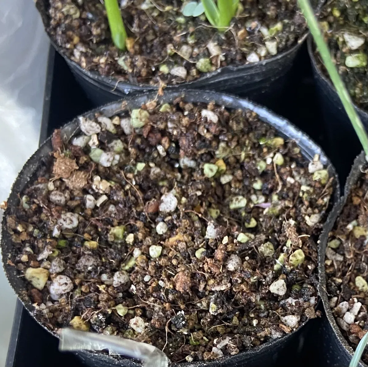 Pachypodium brevicaule subsp. leucoxanthum (パキポディウム レウコキサンツム)