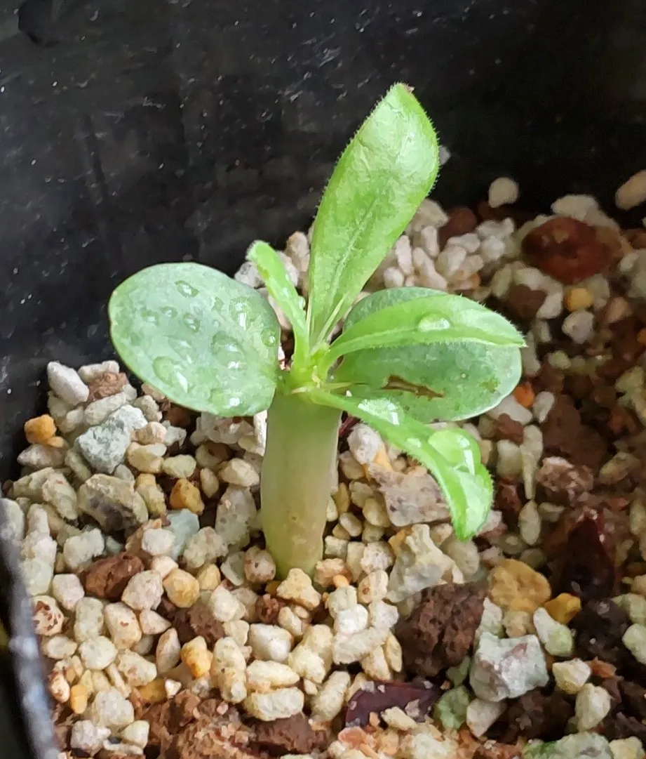 Pachypodium saundersii (パキポディウム サンデルシー 白馬城)