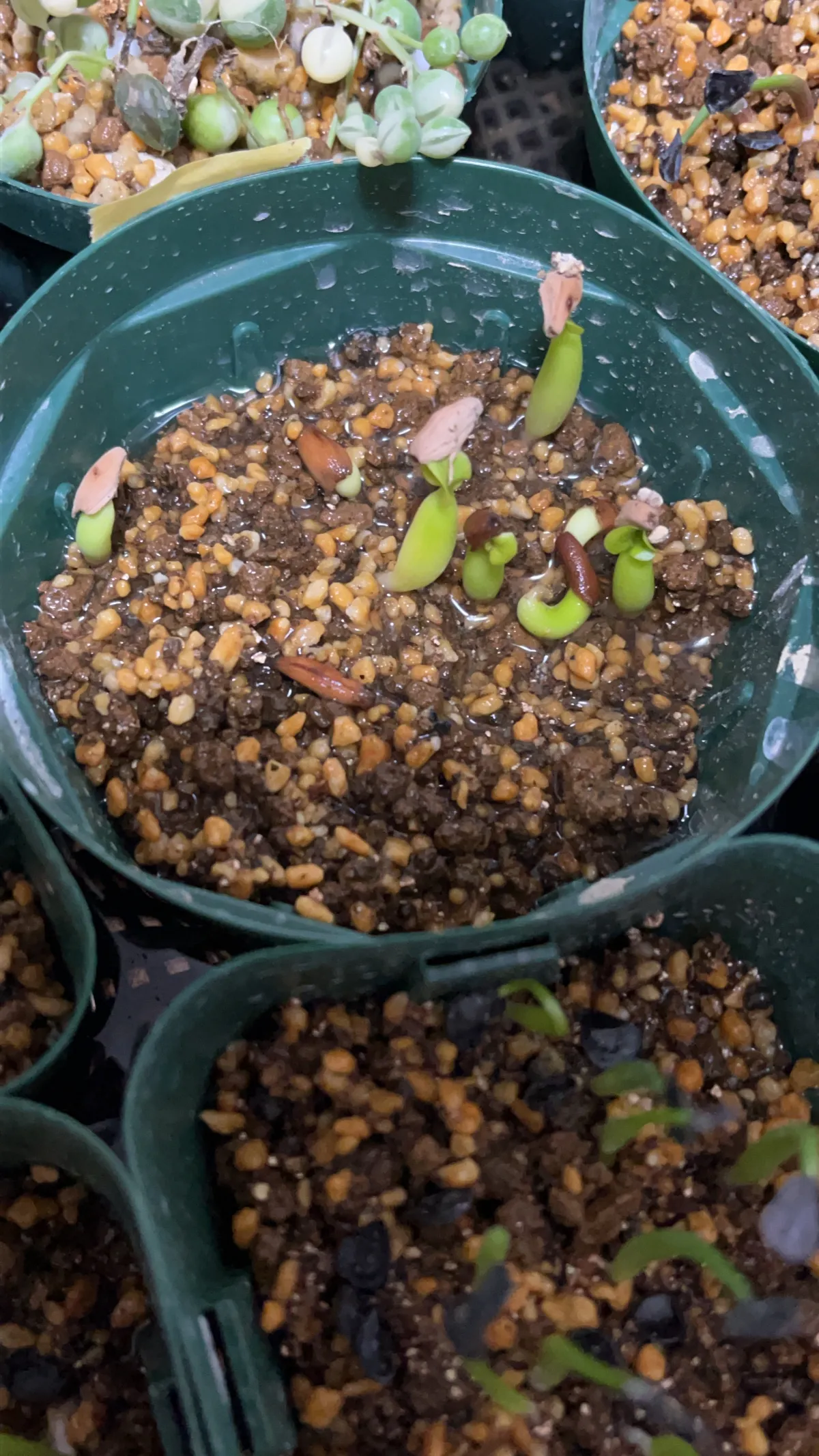 Adenium arabicum Rashiny (アデニウム アラビカム ラシニー)