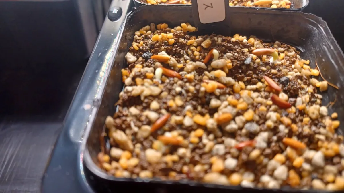 Pachypodium rosulatum var. gracilius (パキポディウム グラキリス)