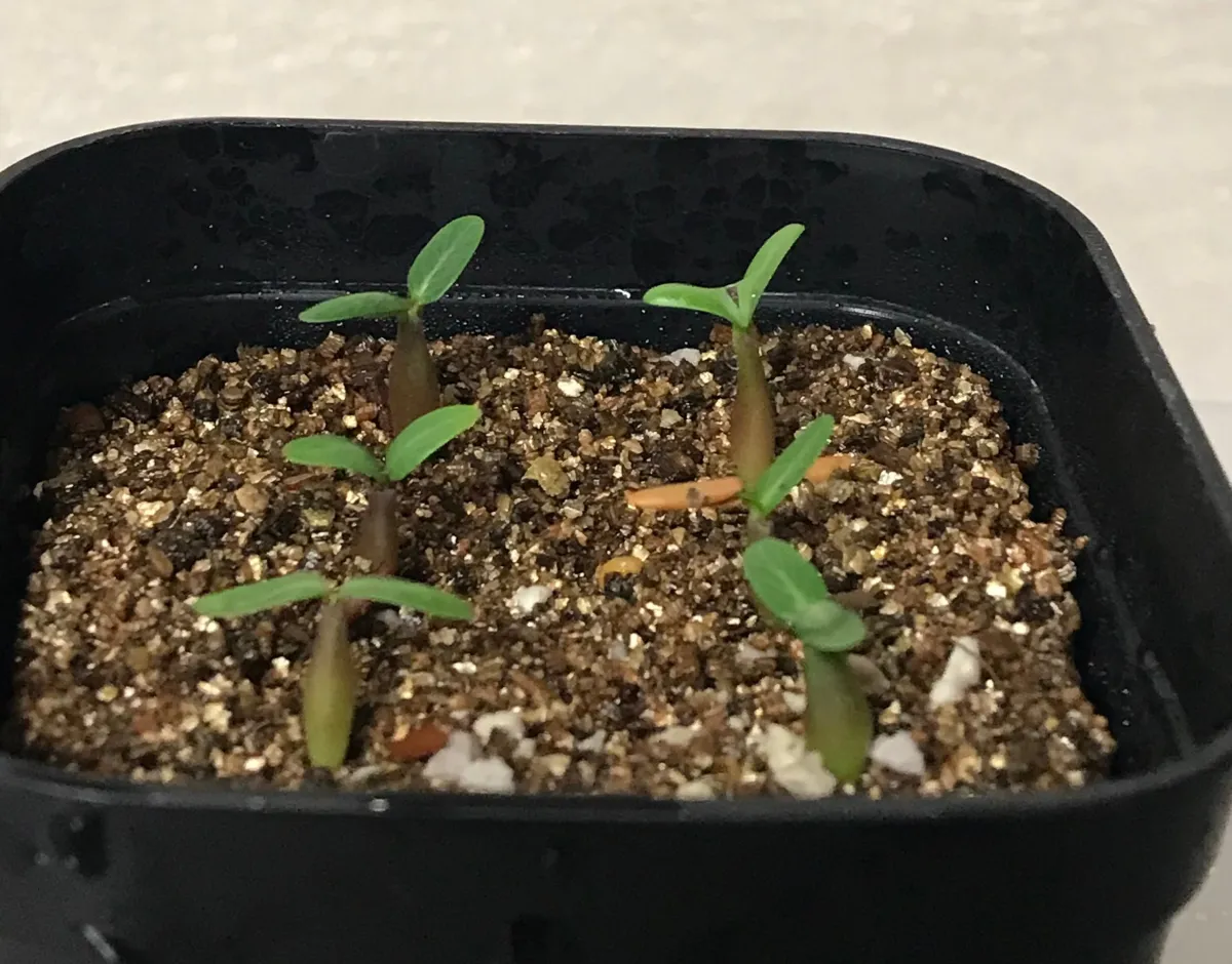 Pachypodium rosulatum var. gracilius (パキポディウム グラキリス)