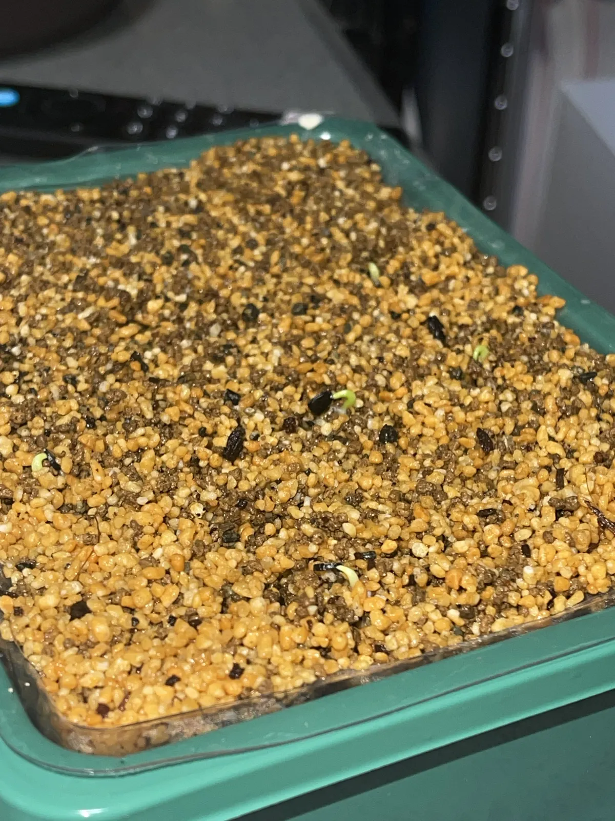 Agave titanota 'Blue' (アガベ チタノタブルー)