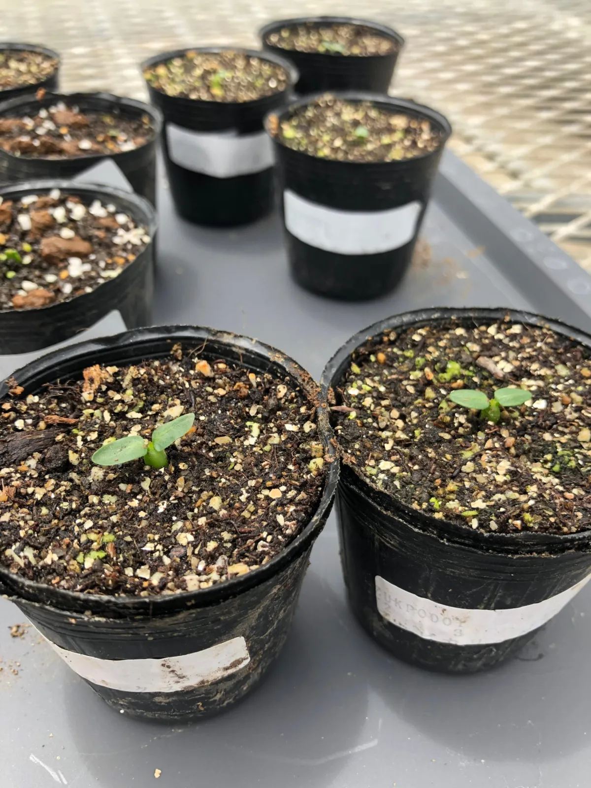 Pachypodium densiflorum var. brevicalyx (パキポディウム ブレビカリックス)