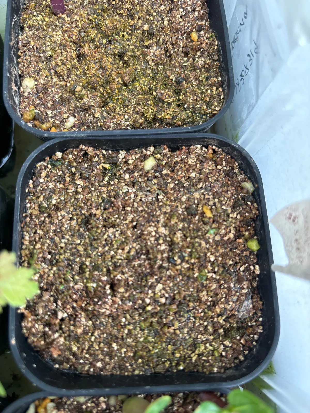 Jatropha podagrica 'Red' (ヤトロファ ポダグリカ レッド 'サンゴ油桐')