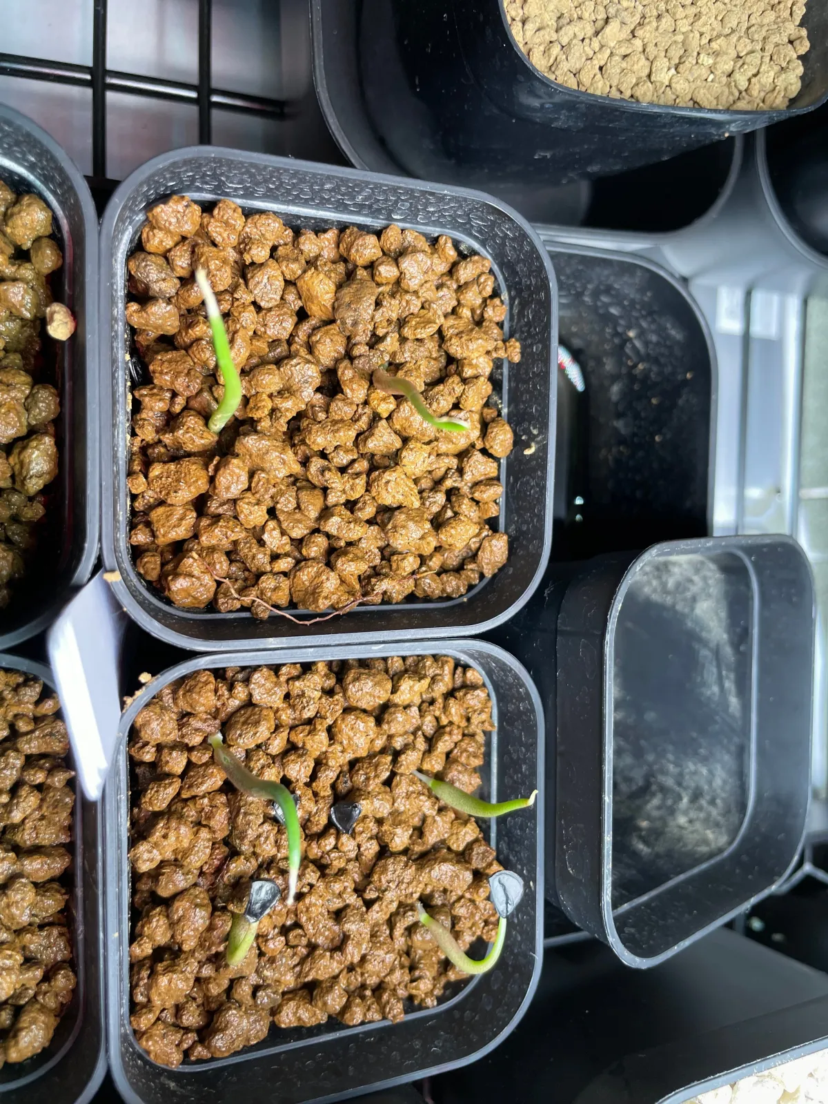 Agave isthmensis (アガベ イシスメンシス)