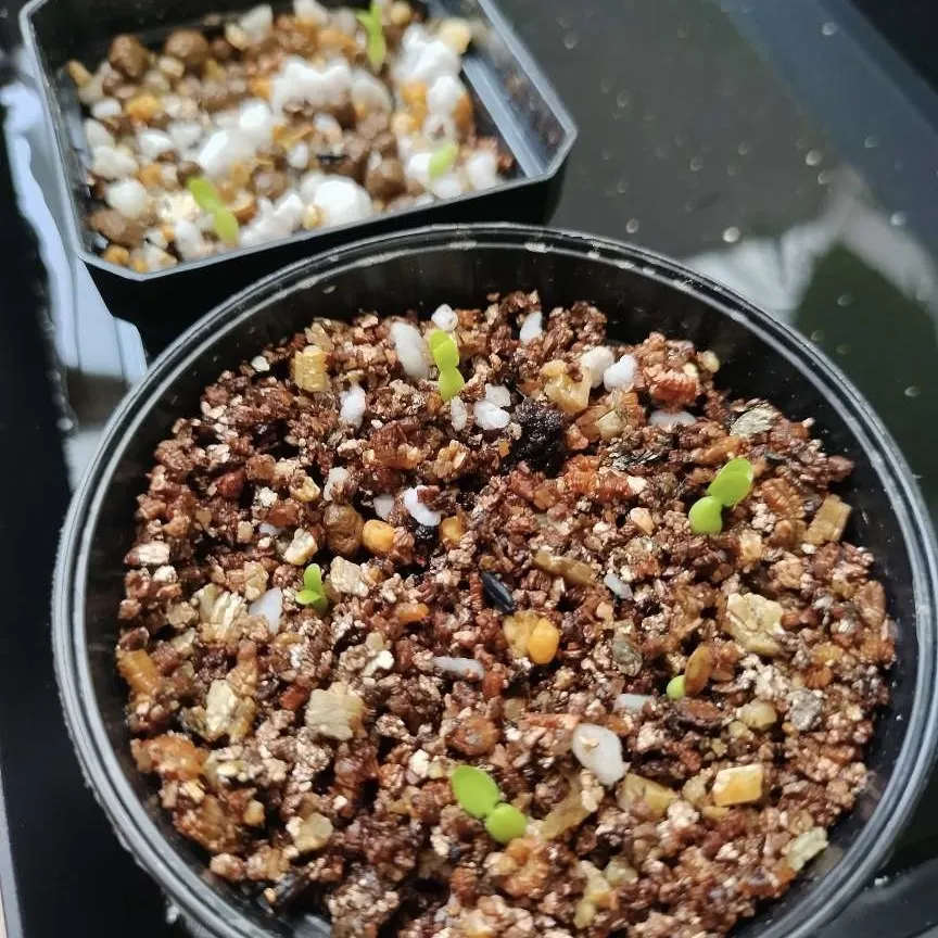 Pachypodium brevicaule subsp. leucoxanthum (パキポディウム レウコキサンツム)