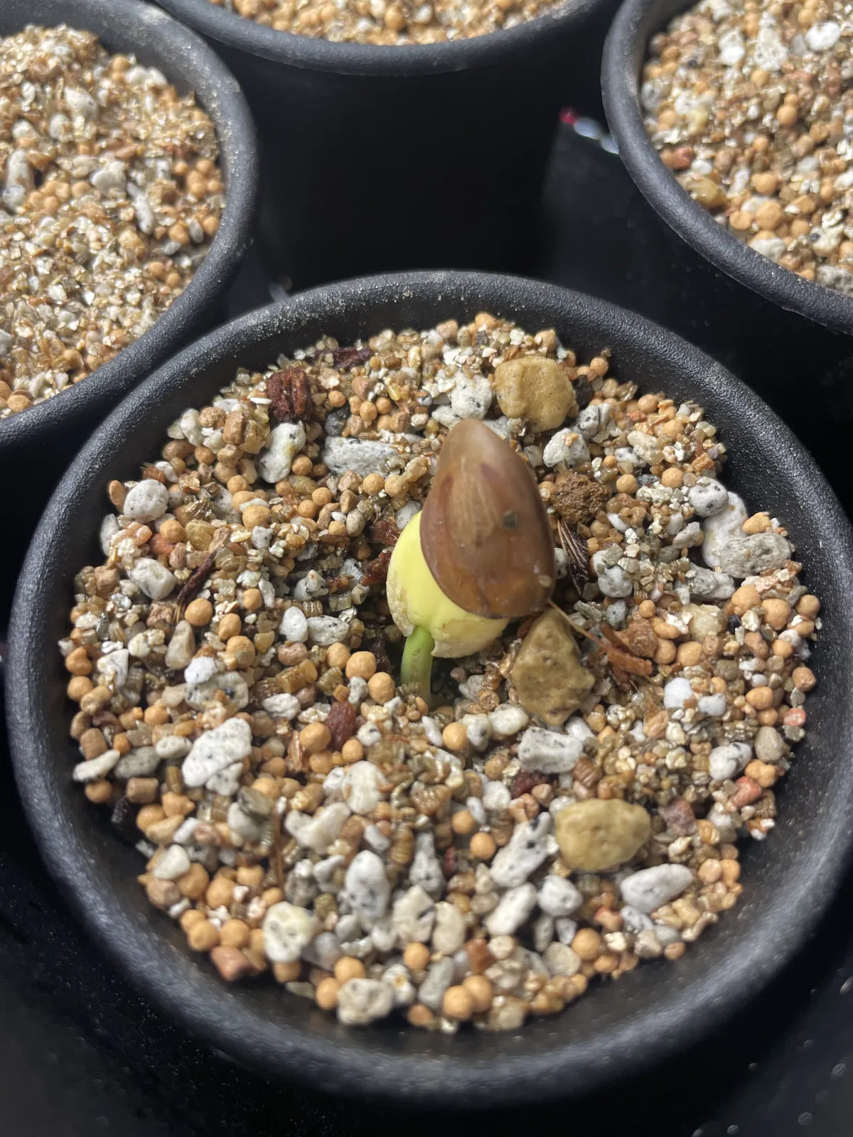 Delonix pumila (デロニクス プミラ)