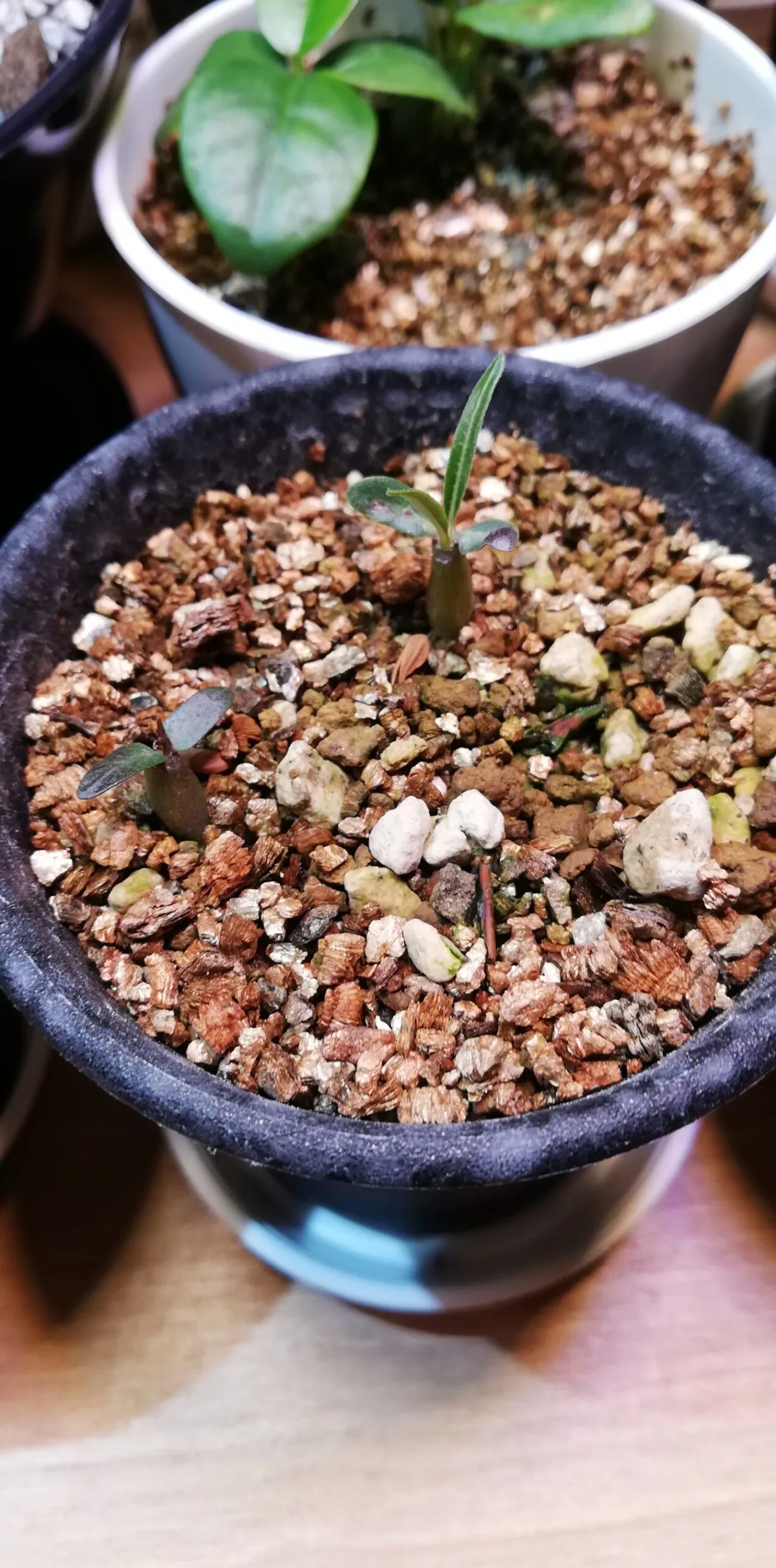 Pachypodium rosulatum ssp. cactipes (パキポディウム カクチペス)