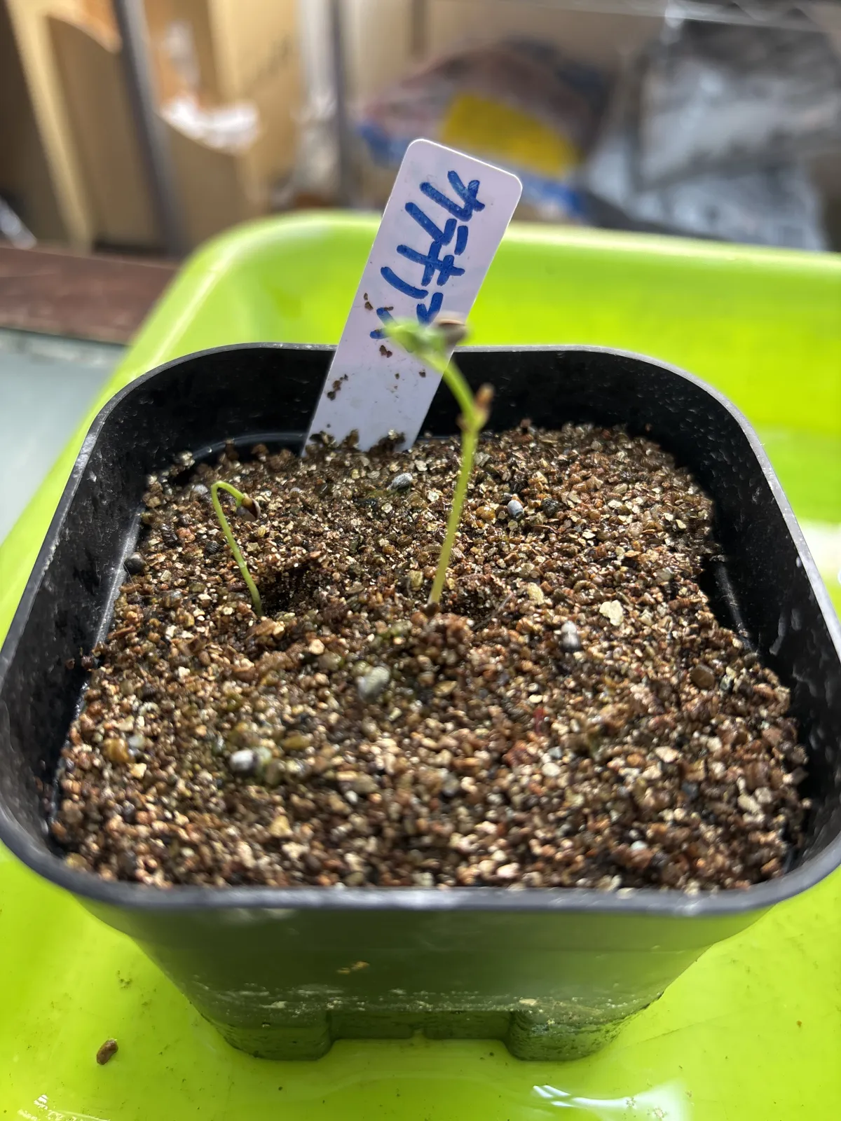 Euphorbia characias subsp. characias (ユーフォルビア カラキアス)