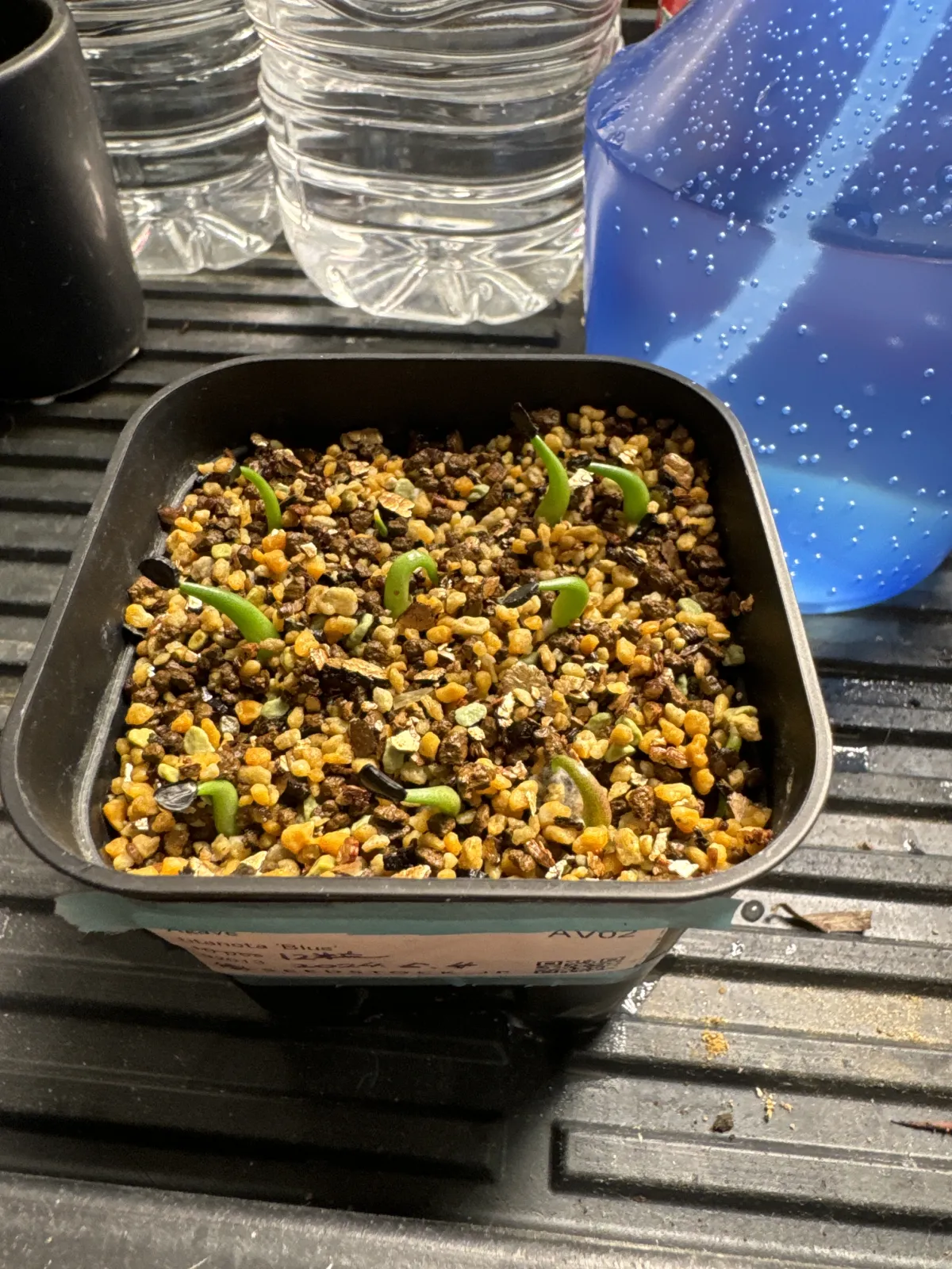 Agave titanota 'Blue' (アガベ チタノタブルー)