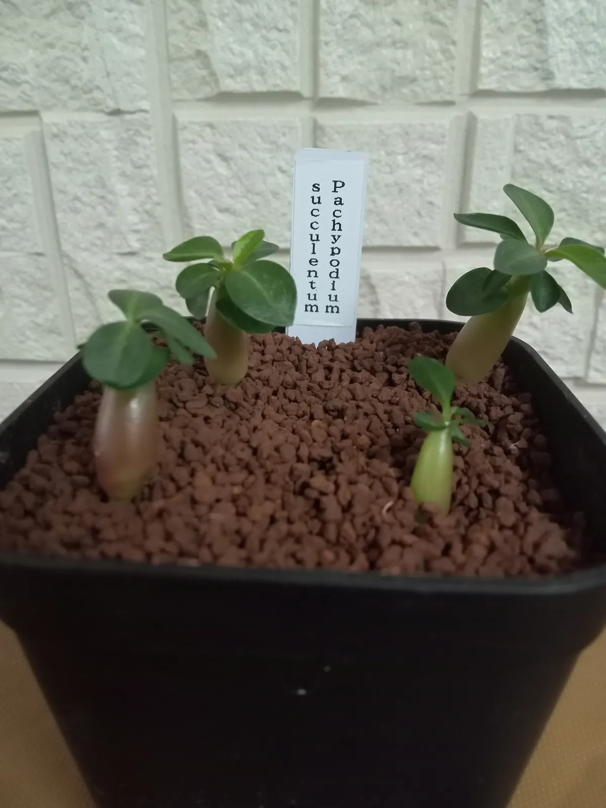 Pachypodium succulentum (パキポディウム サキュレンタム 天馬空)