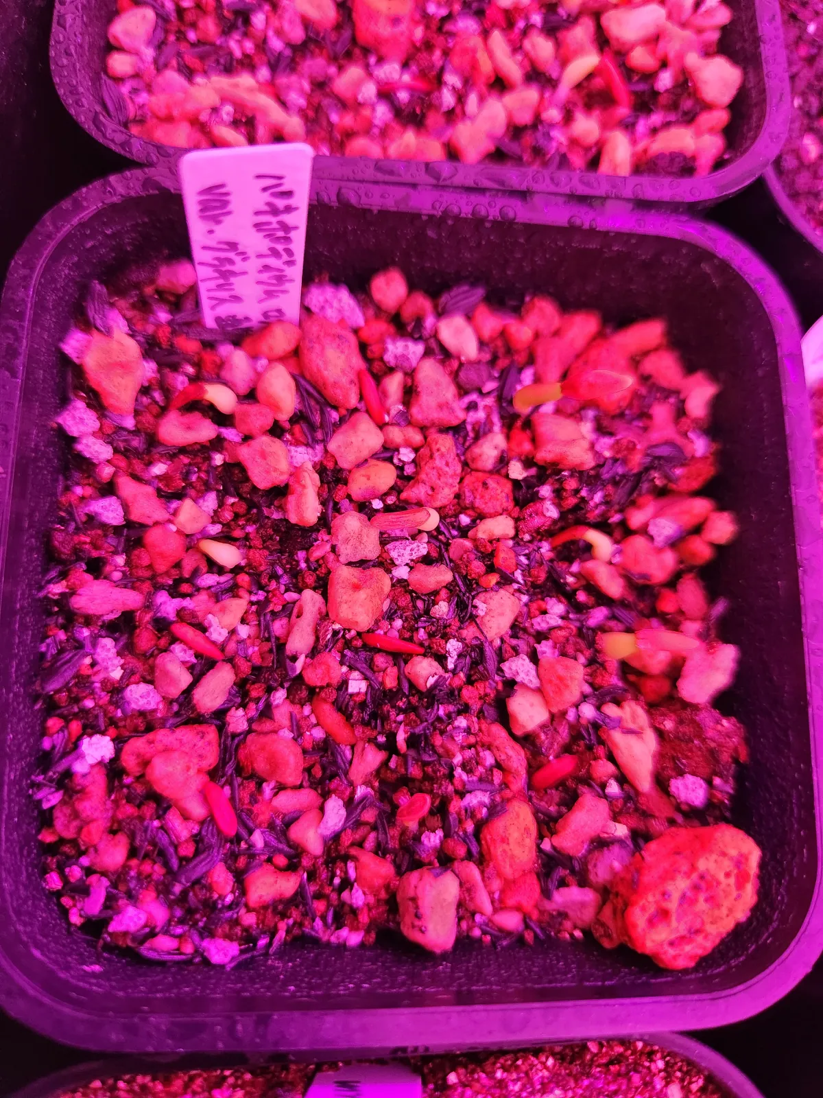 Pachypodium rosulatum var. gracilius (パキポディウム グラキリス)