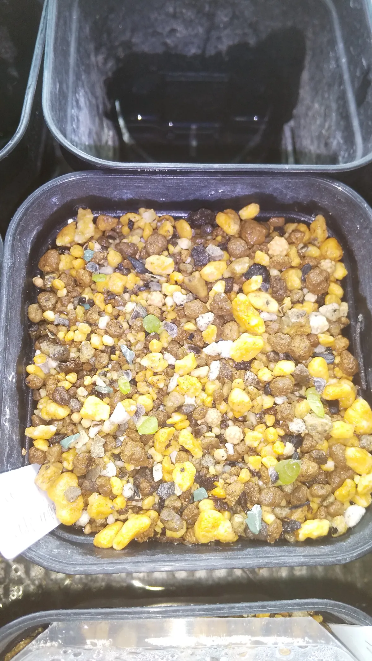 Aloe verdoorniae (アロエ ベルドーニアエ 星霞)