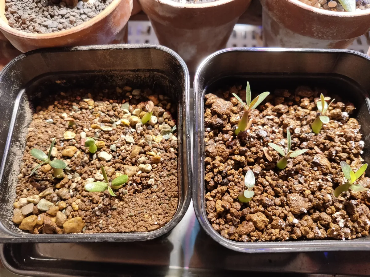 Pachypodium rosulatum var. gracilius (パキポディウム グラキリス)