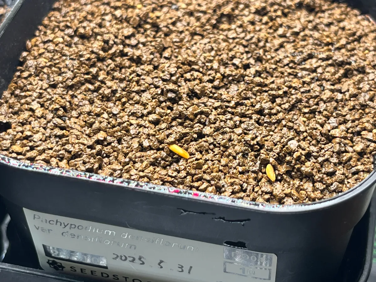 Pachypodium densiflorum var. densiflorum (パキポディウム デンシフローラム)