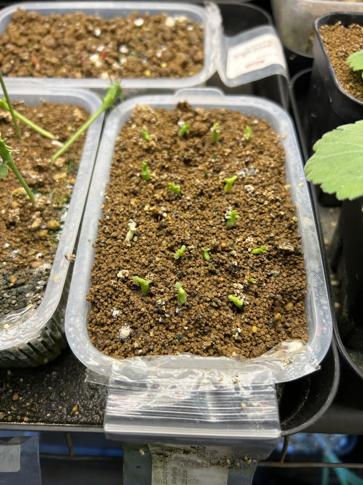 Euphorbia stellata (ユーフォルビア ステラータ 飛竜)