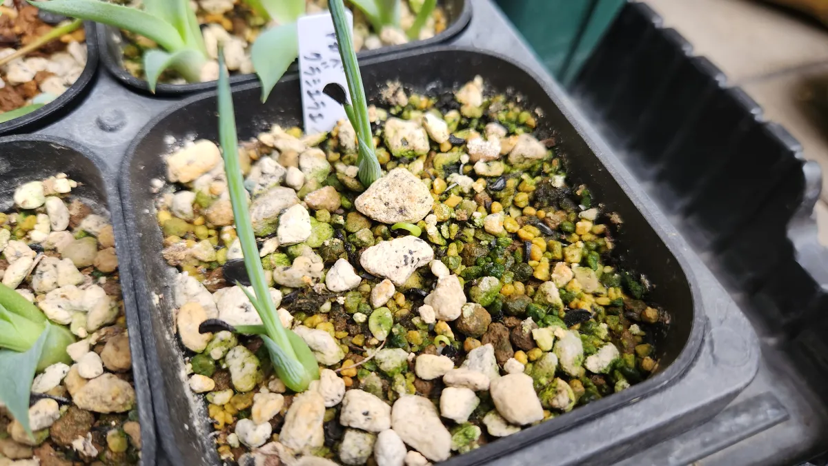 Agave gracielae (アガベ グラシエラエ)