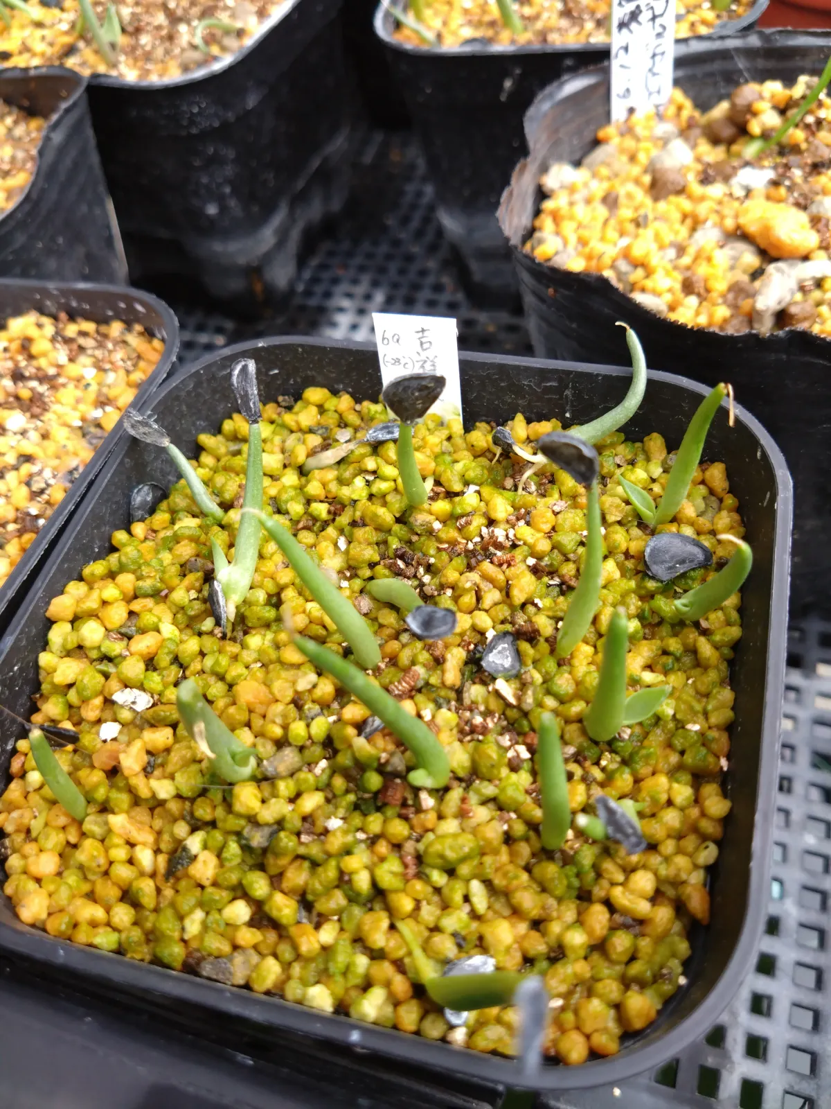 Agave parryi subsp. parryi (アガベ パリー)