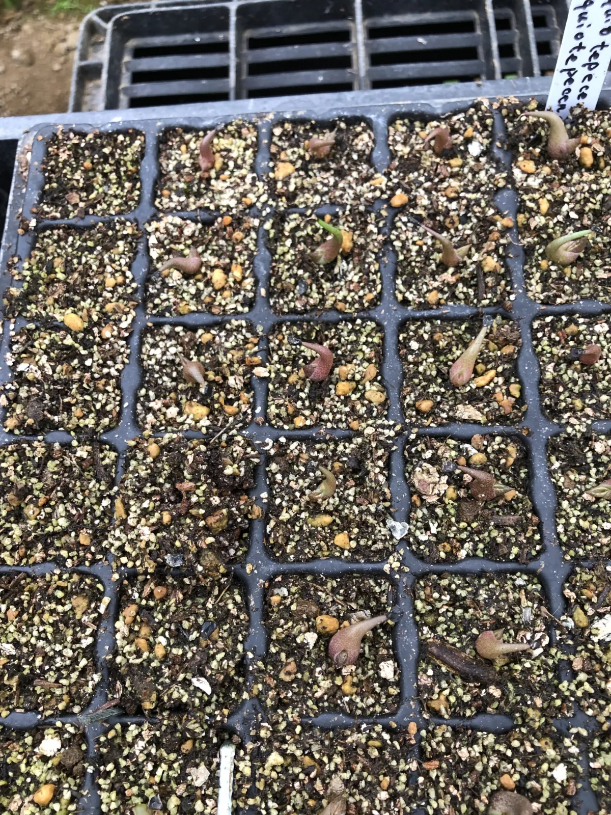 Agave quiotepecensis (アガベ クイオテペセンシス)