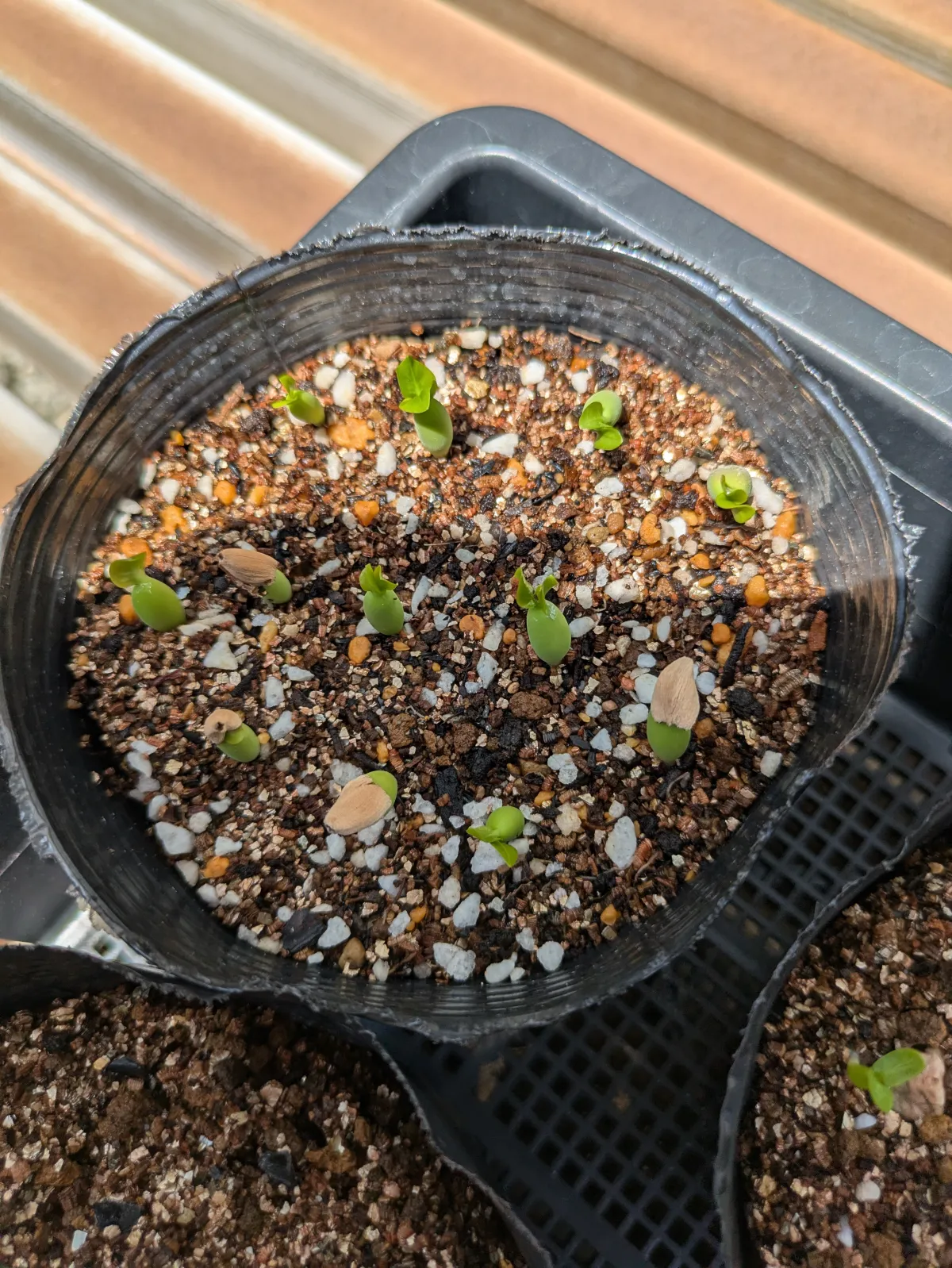 Adenium DHA PPL (アデニウム DHA PPL)