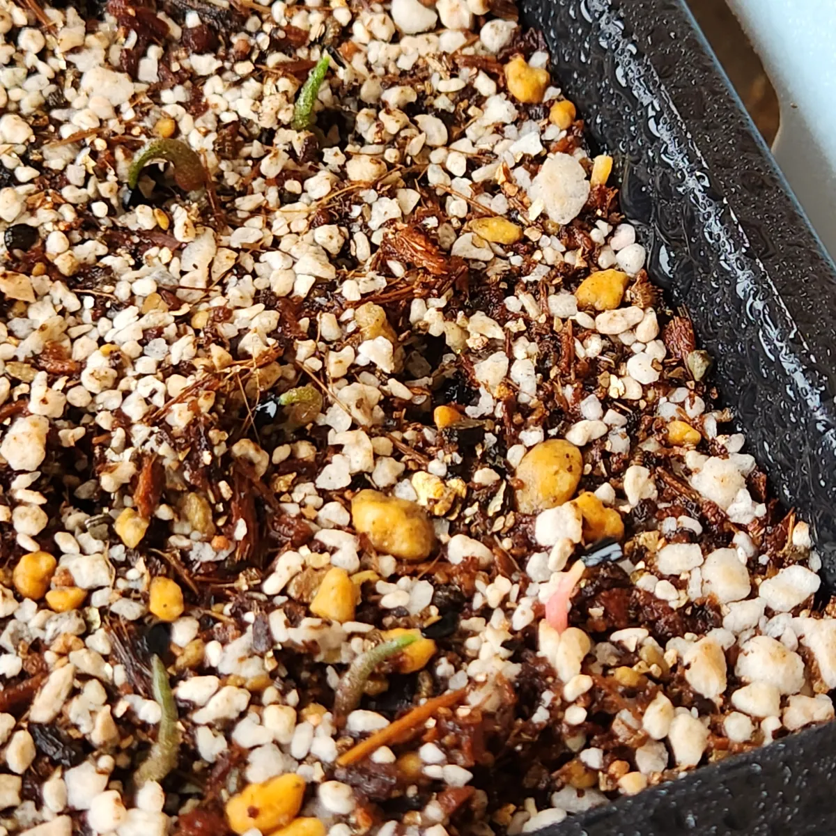 Agave megalodonta (アガベ メガロドンタ)