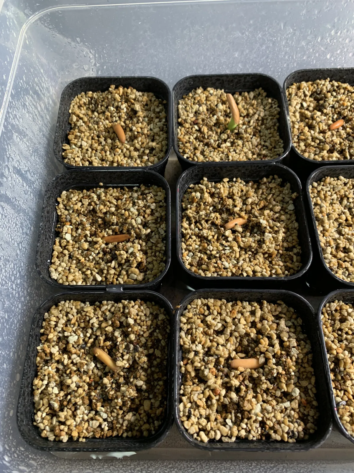 Adenium arabicum (アデニウム アラビカム)