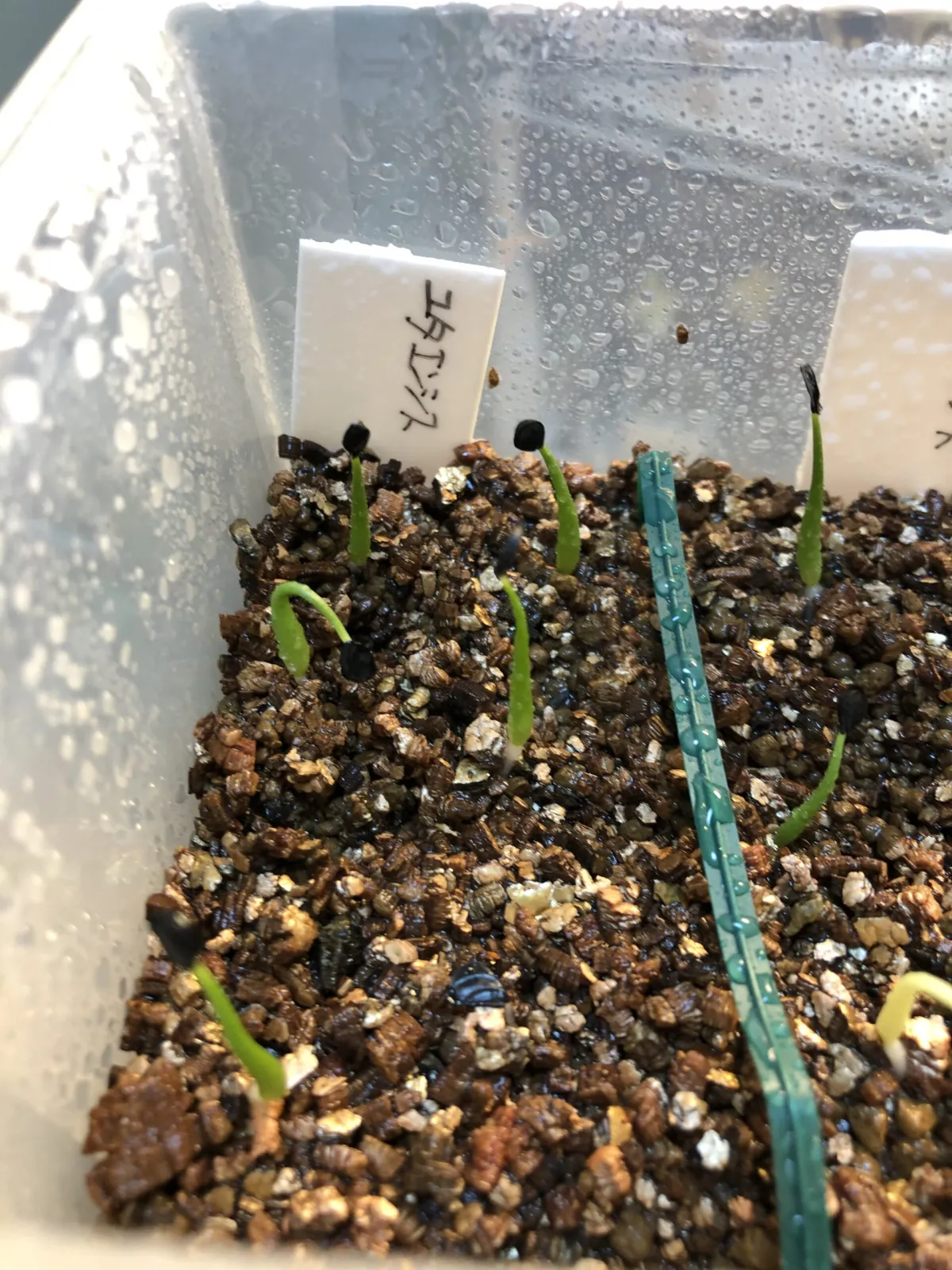 Agave utahensis ssp. utahensis (アガベ ユタエンシス)