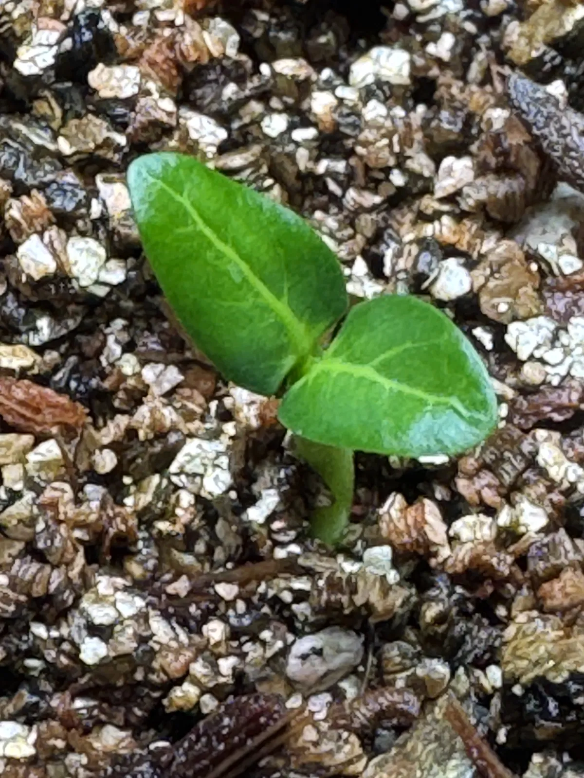 Pachypodium ambongense (パキポディウム アンボンゲンセ)