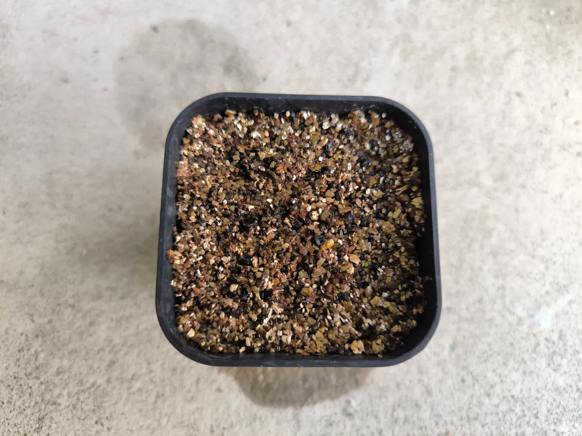 Tylecodon wallichii (ティレコドン ワリチー)