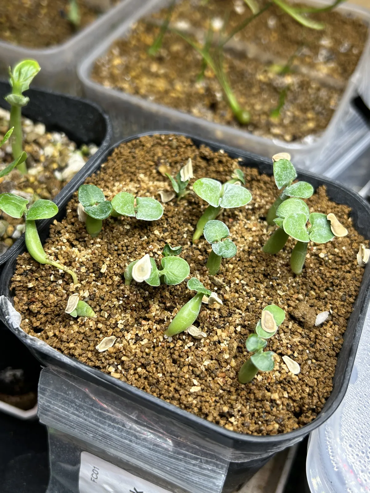 Pachypodium succulentum (パキポディウム サキュレンタム 天馬空)