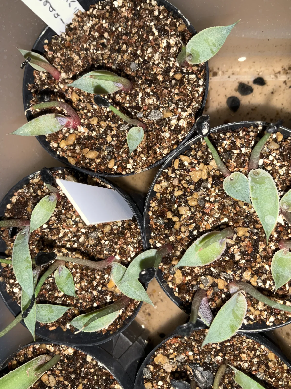 Agave guadalajarana (アガベ グアダラハラナ)