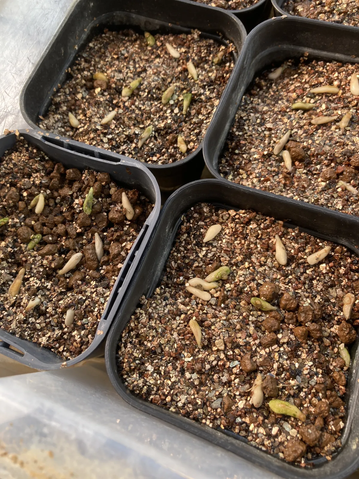 Pachypodium lamerei (パキポディウム ラメレイ 夢叶棒)