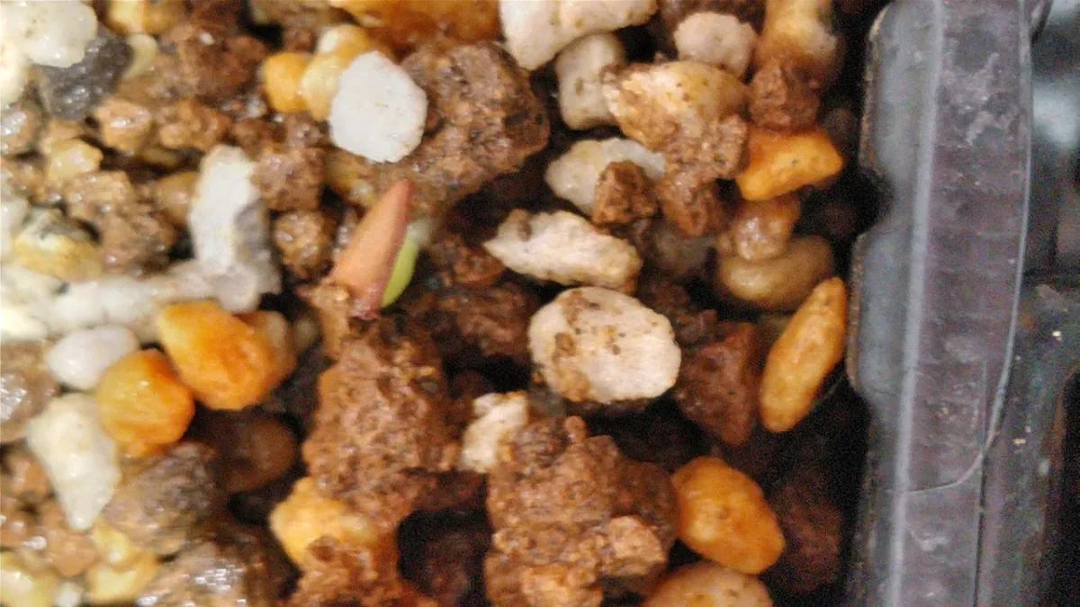 Pachypodium rosulatum var. gracilius (パキポディウム グラキリス)