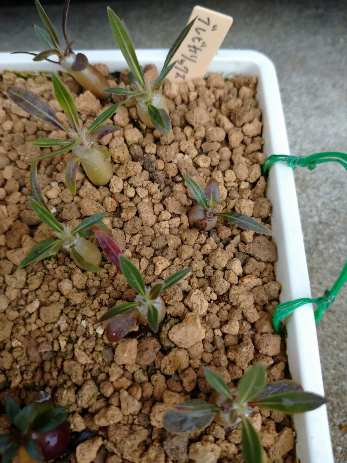 Pachypodium densiflorum var. brevicalyx (パキポディウム ブレビカリックス)