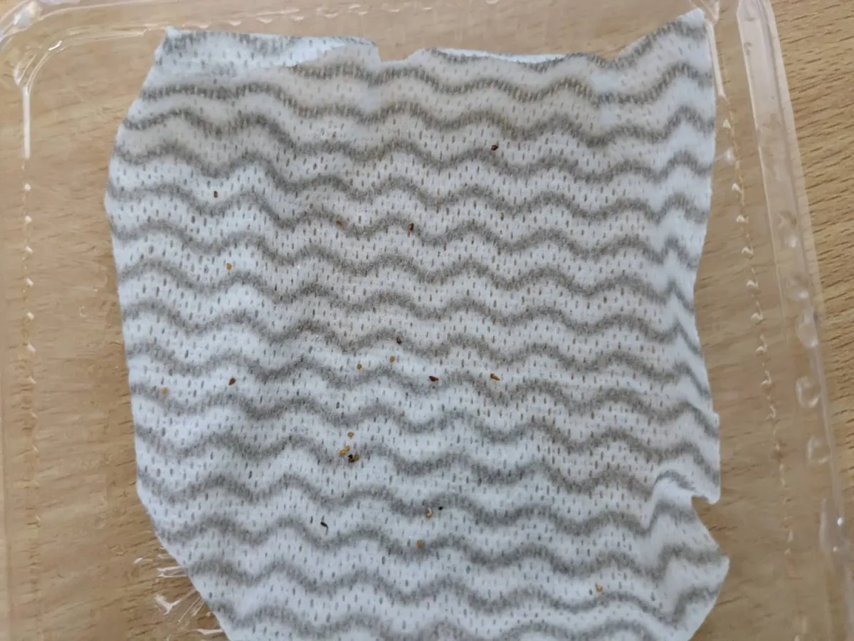 Ficus petiolaris (フィカス ペティオラリス)